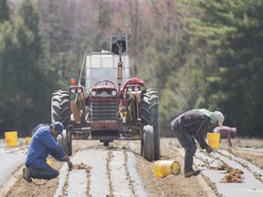Fines issued for abusing Canada’s foreign labour program rise 36%
